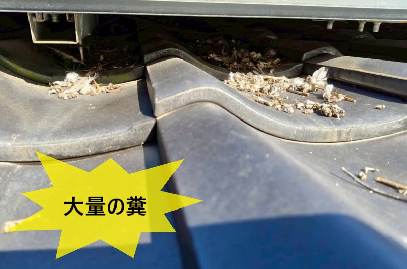 屋根に大量の糞被害　太陽光パネルの下